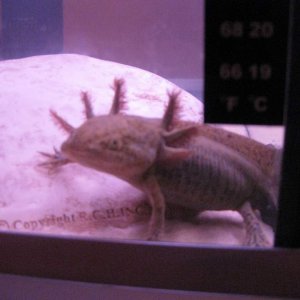 axie just chilling