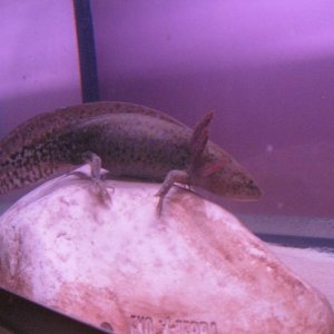 can some one sex my axolotl ? i call him a him but im not sure