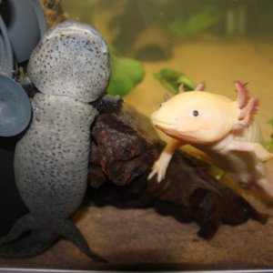 Buffy and Dante, Don't ask me what Buffy is doing :)