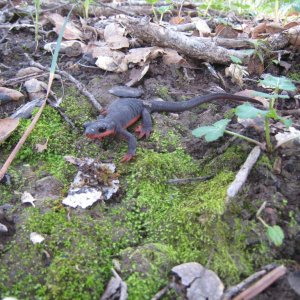2/18/12 female T. rivularis found while picking chanterelles