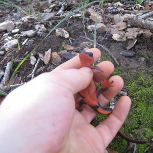 2/18/12 female Taricha rivularis