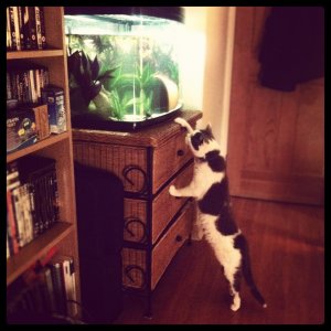Cat vs Axolotl.
