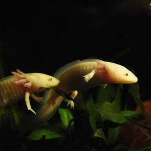 Finally, both of them!