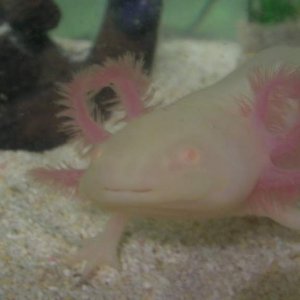 Steve:)