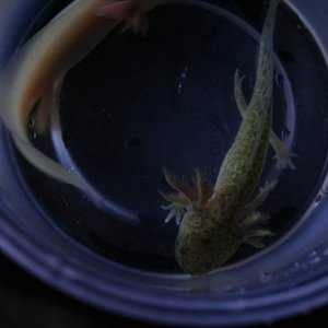 I thought I'd leave them in their little container for a quick photo session.