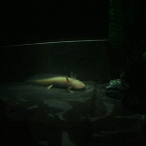 Spotlights on you little one!