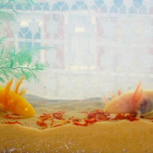 Nom noms, Feb 21, 2012
As of today the babies are aged approx. 2 months, 4 days.
<3 <3 <3