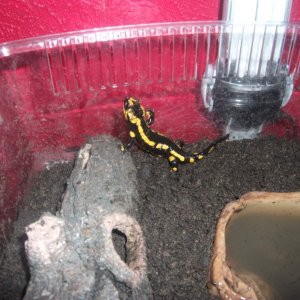Hurbet trying to escape this this all he will do when I try and feed