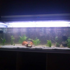 Their home