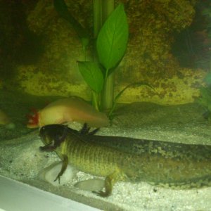 Also first night in their tank