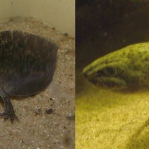 Loss of gills