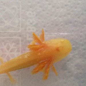 2 month old golden type