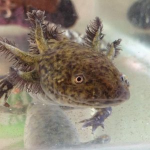 unusual wildtype juvie 2 weeks after purchase