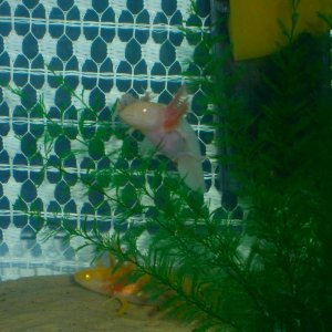 Pinky smiling <3