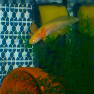 I really love the iridescence of our gold lotl. He is sparkly!