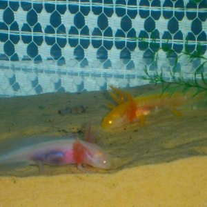 Earth worms, scrummy