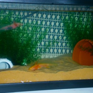 The new toys. Have added new hidey holes and more plants for our babies to play in. Feb 25th 2012