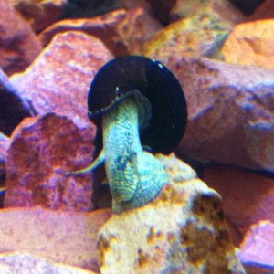 Rabbit snail
