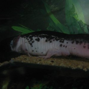 Blot again, will hopefully have pictures of her brother soon.