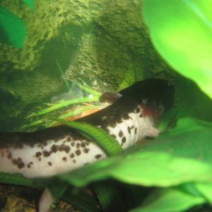This is the female. Her name is Axoblotl (Blot) - She is around 35cms long