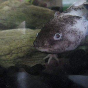 This is the male. His name is Axospotl (Spot) - he is around 25cms. There are no better photos of him at the moment. They are both 9 years old.