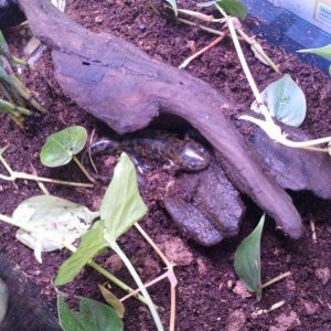 Tiger Salamander, Burtha

First few days out of water.