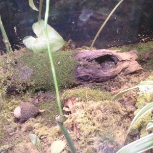 Tiger Salamander, Burtha

Chillin' in the log.