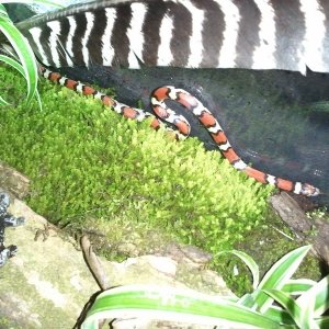 Red Milk Snake, Deena

First day back in room temperature after a winter cool-down.