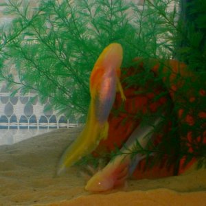 SUPER LOTL!!!