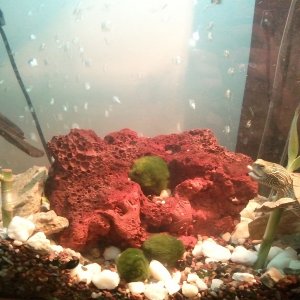 Common map turtle, Jiggy
