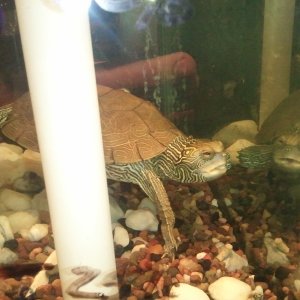 Common map turtle, Jiggy
