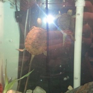Common map turtles, Racer (left) & Lil'guy (right)