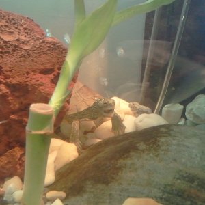 Common map turtle, Racer

RAWR!!