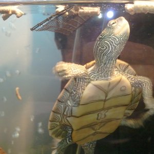 Common map turtle, Jiggy