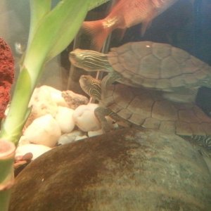 Common map turtles, Lil'guy (top) & Racer (bottom)