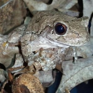Grey Tree Frog, Weiser

She blends perfectly with her surroundings!  Very impressive