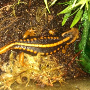 In Quarantine Tank