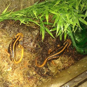 In Quarantine Tank