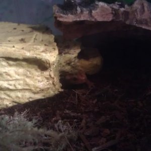 Sores healed, "shine" gone, new tank.