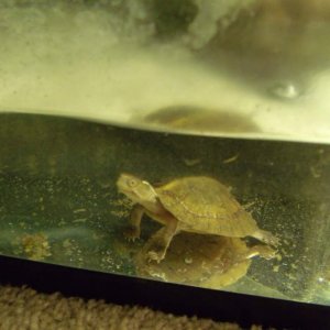 My four eyed turtle....rare.
