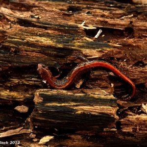 zigzag salamander