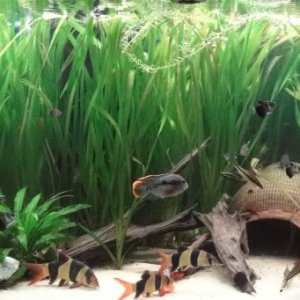 800L Community tank