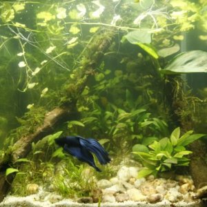 20L Betta tank
