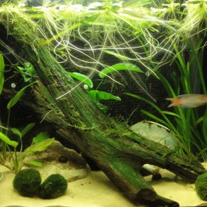 70L Paradise fish tank