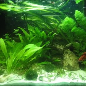 70L Betta community tank