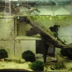 40L Paddle tail newt tank