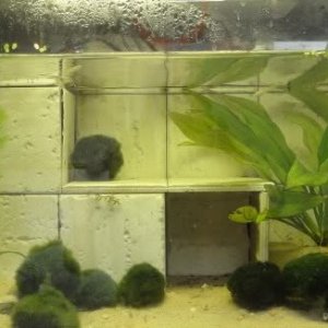 40L African dwarf frog tank