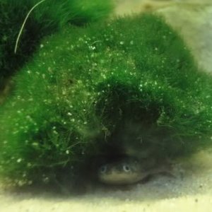 African dwarf frog