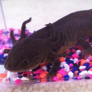 photo of Little Foot the day I got him  February 20, 2012