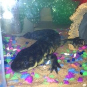 This is Little Foot on March 11, 2012.